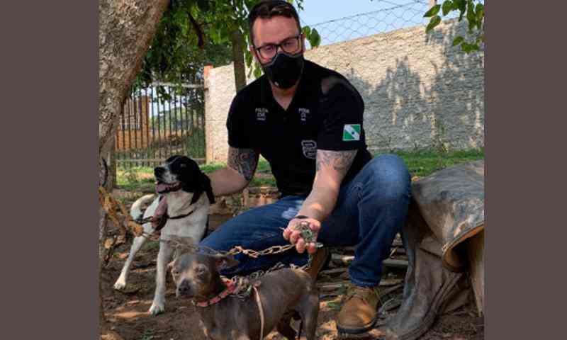 Homem é preso em Campo Largo (PR) por maus-tratos e três cães são resgatados