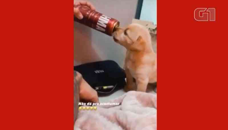 Vídeo mostra homem oferecendo cerveja para filhote de cachorro em Curitiba, PR