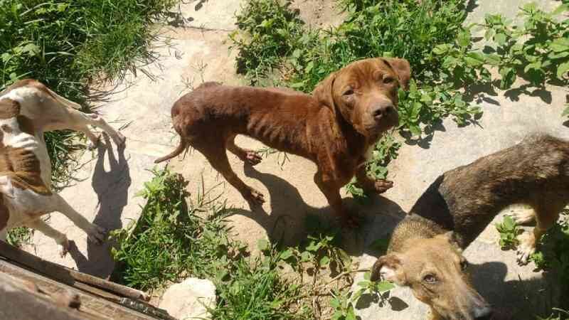 Quatro cachorros são resgatados em situação de maus-tratos em Cabo Frio, no RJ