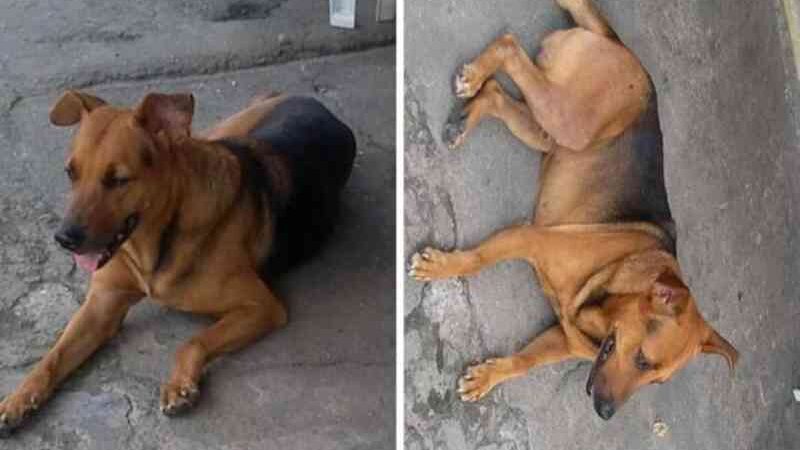 Homem espanca e mata cachorro com tiros na cabeça em Niterói, RJ