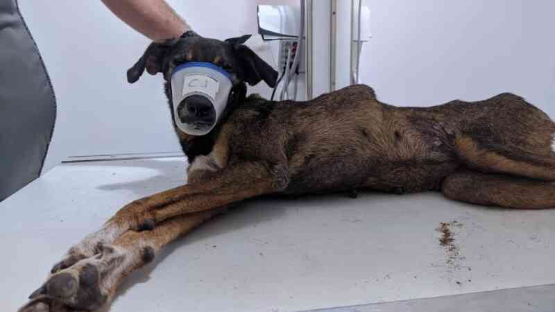 Cachorra fica tetraplégica após ser atropelada por carro da Roraima Energia e OAB investiga