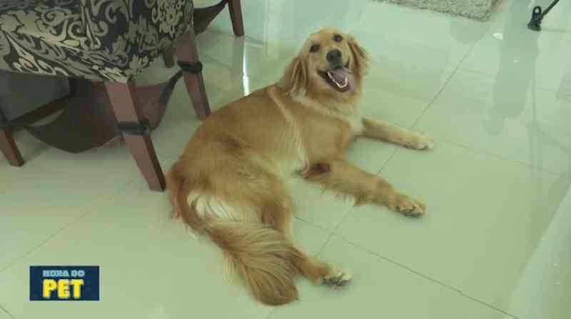 Veterinárias em Roraima adotam animais com deficiência: 'não são diferentes dos outros cachorrinhos'