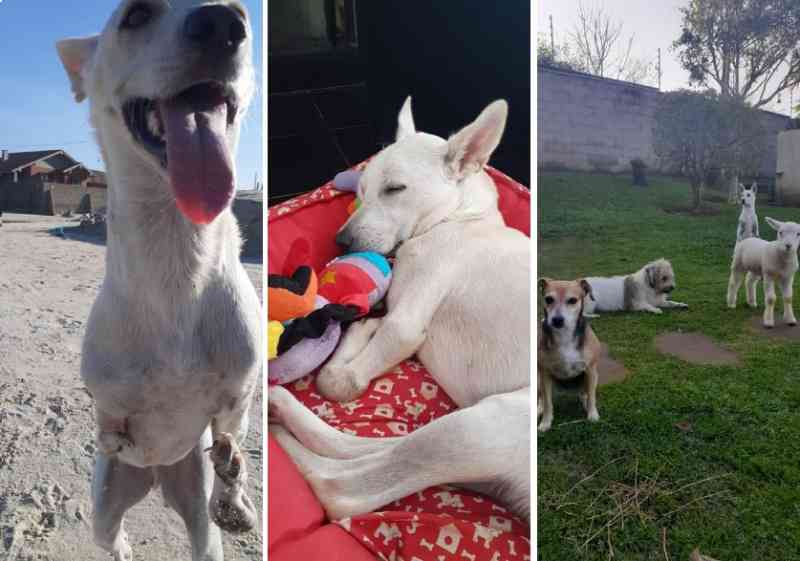 A saga de Tintim: cão sem patas que causou comoção por ser abandonado duas vezes ganha nova vida