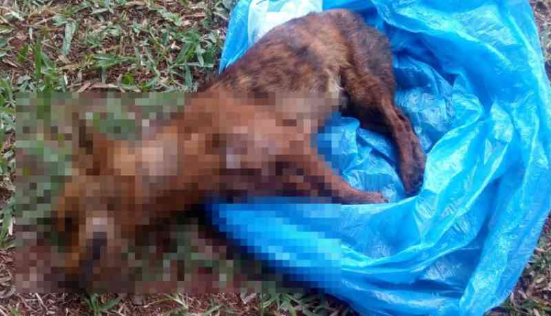 Saruê morto a pauladas e cão enforcado chocam população de Jaborá, SC