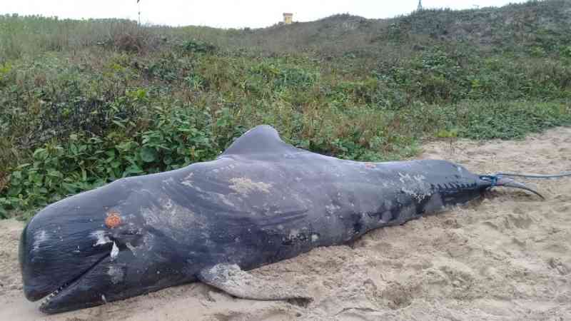Golfinho conhecido como baleia-piloto-de-aleta-curta é encontrado morto no litoral norte de SC