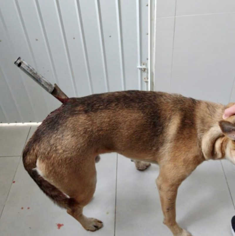 Cão fica com faca cravada após ser golpeado, em Tubarão, SC