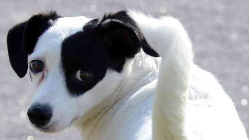 Cadastramento de cães e gatos para castração acontece em Aracaju (SE) até o dia 2 de outubro