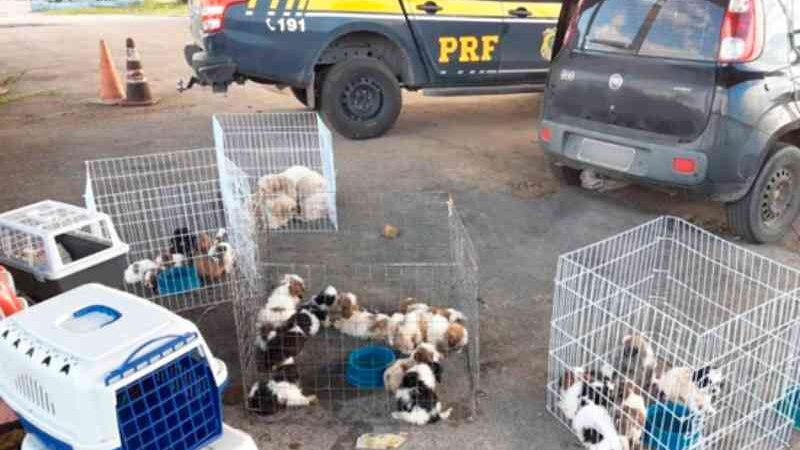 Juiz vai ouvir homens acusados de maus-tratos a cães da raça shih-tzu em Sergipe