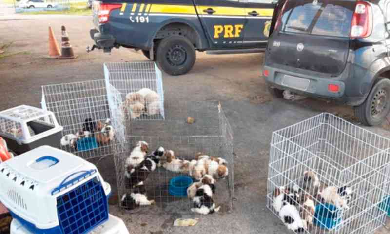 Juiz vai ouvir homens acusados de maus-tratos a cães da raça shih-tzu em Sergipe