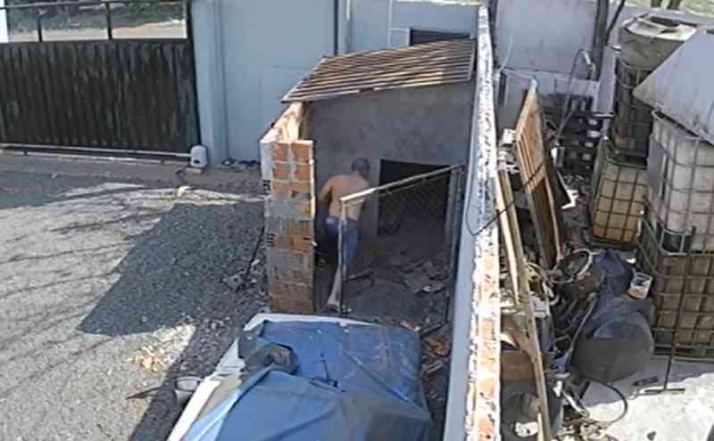 Pit bull é morto a tijoladas após pular muro e brigar com cachorro do vizinho em Assis, SP; vídeo