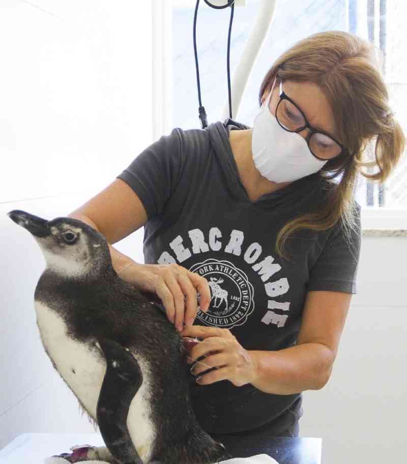 Pinguim volta a andar após passar por tratamento de acupuntura em SP
