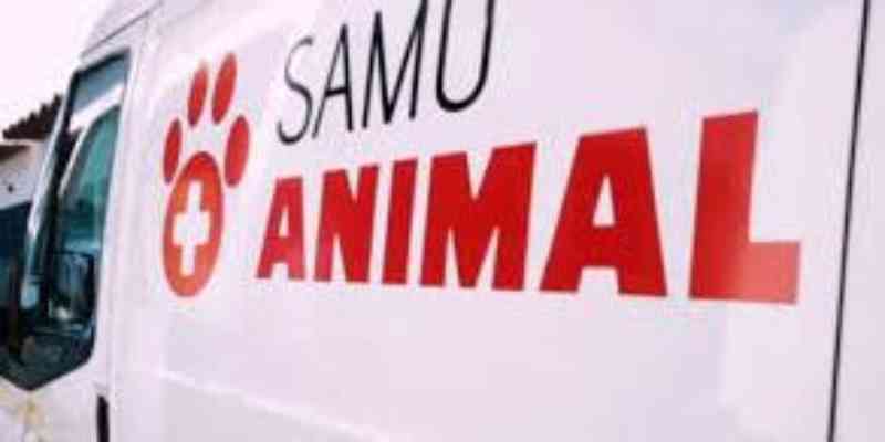 Samu Animal registra média de 20 a 30 atendimentos por semana em São Vicente, SP