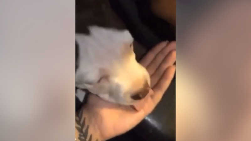 Mulher grava vídeo dando maconha para cachorro em Americana, SP