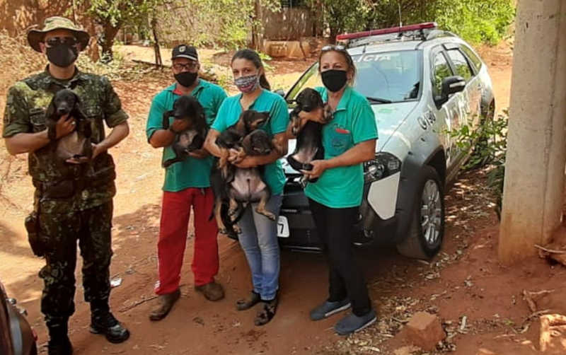 Cães em situação de maus-tratos são resgatados em Barretos (SP) — Foto: Polícia Ambiental/Divulgação