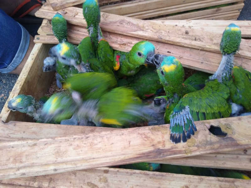 Polícia encontra 165 filhotes de papagaio e arara-vermelha em caixas dentro de carro em Campinas, SP