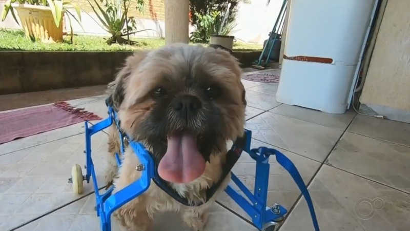 Cão que nasceu com doença no cérebro ganha cadeira de rodas para voltar a se locomover