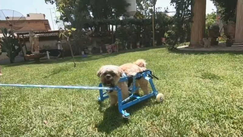 Cãozinho ganhou cadeira de rodas de um projeto de Sorocaba — Foto: Reprodução/TV TEM