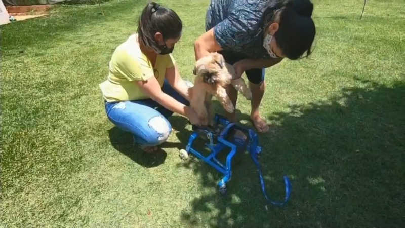 Cadeira ajuda animal a andar em Novo Horizonte — Foto: Reprodução/TV TEM
