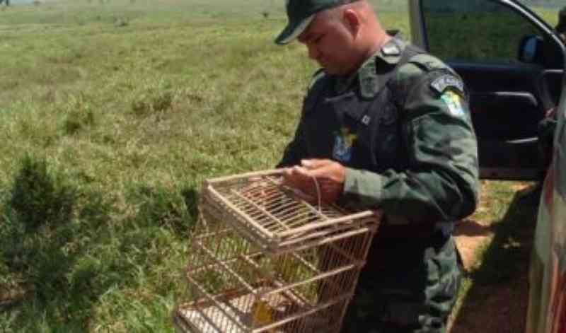 Manter animais silvestres em cativeiro sem autorização é crime, alerta Secretaria de Segurança de Sergipe