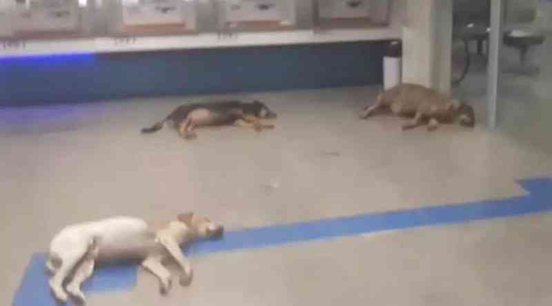 Vídeo: com calor, sete cachorros dormem tranquilos dentro de agência bancária em Ubá, MG
