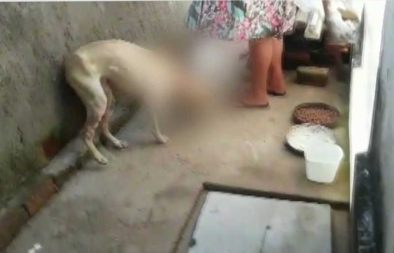 Agressor que arrancou olhos de cão em Major Izidoro (AL) é procurado pela polícia