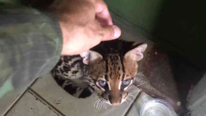 Filhote de ‘gato-maracajá’ domesticado é capturado por policiais em Santana, no Amapá