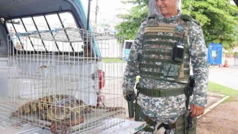 Quase mil animais já foram resgatados nas vias urbanas de Salvador (BA) em 2020