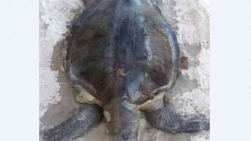 Bahia: tartaruga é achada morta em praia; 2020 já tem mais de 190 perdas