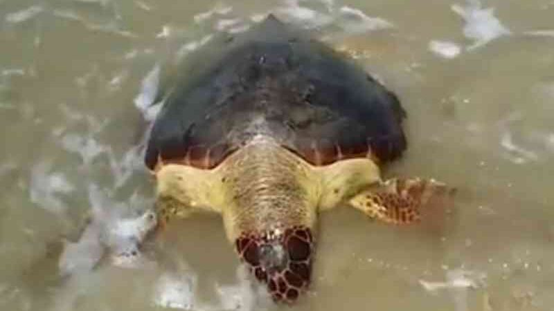 Mortes de tartarugas em período reprodutivo na Bahia preocupam especialistas; 150 animais já morreram em 2020