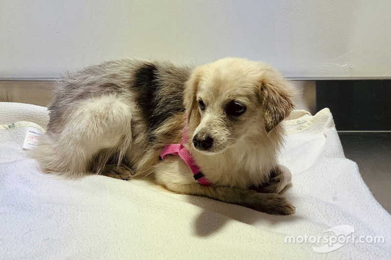 Circuito do Bahrein resgata cadela que interrompeu treino da F1