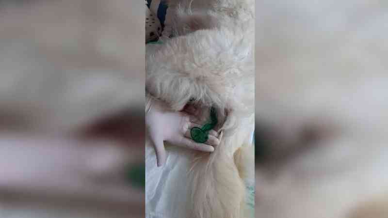 Camisinha é encontrada em ânus de cadela durante procedimento veterinário