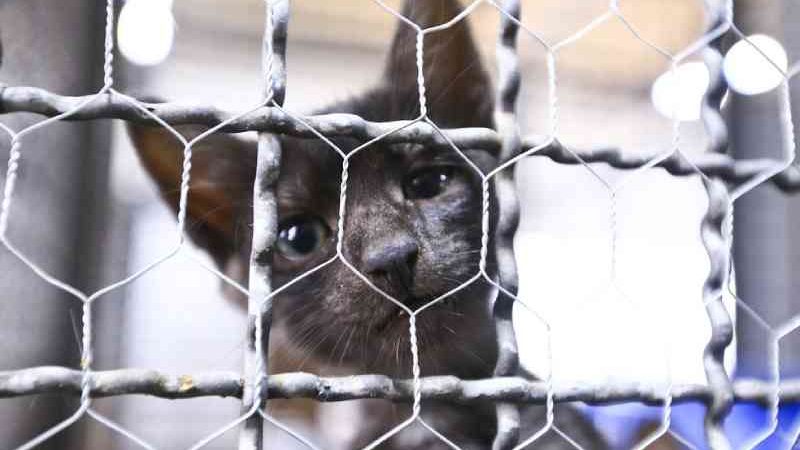 FOTOS: 21 cães e gatos esperam por adoção na Zoonoses de Brasília, DF
