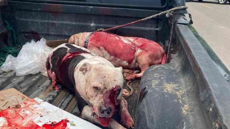 Homem é preso no DF por matar pit bull a facadas após animal atacar cão da raça shih-tzu
