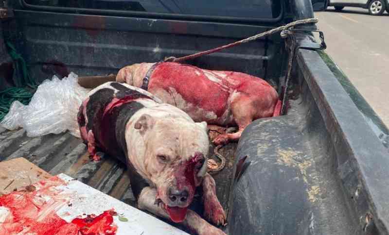 Homem é preso no DF por matar pit bull a facadas após animal atacar cão da raça shih-tzu