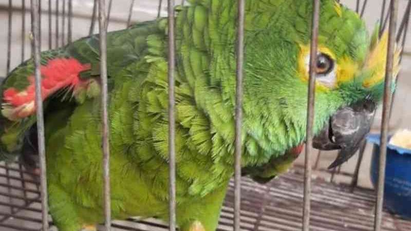 Polícia Militar resgata papagaio que vivia em cativeiro no Distrito Federal