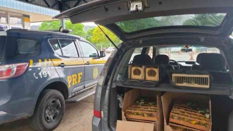 Polícia Rodoviária Federal prende motorista com 200 pássaros silvestres na Bahia