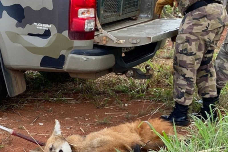 Lobo-guará atropelado é resgatado em rodovia, em São Sebastião, DF