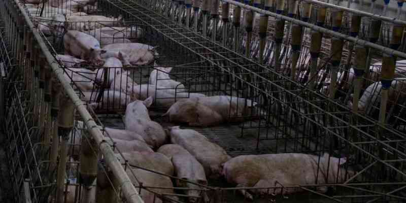 Imagens chocantes. Porcos vítimas de maus tratos em mais de trinta quintas espanholas