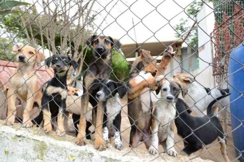 Governo de Goiás sanciona lei que institui Abril Laranja contra maus-tratos a animais