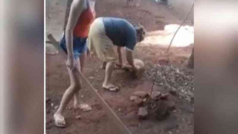 Mulher é presa após ser filmada espancando cachorro em Goiás; vídeo