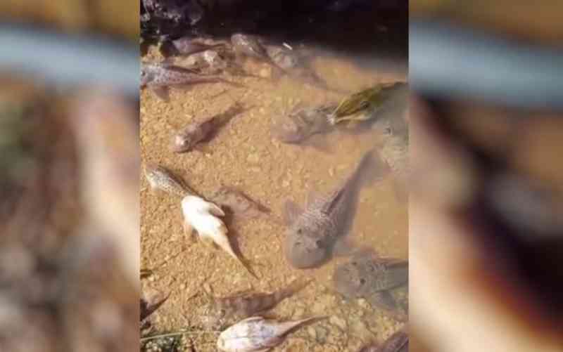 Polícia Civil indicia fazendeiro suspeito de provocar mortandade de peixes no Rio Vermelho (GO) por causa da criação de gado