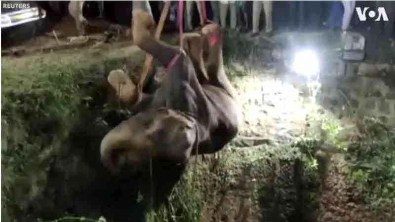 Vídeo: elefante resgatado de poço com 15 metros após 12 horas de trabalho