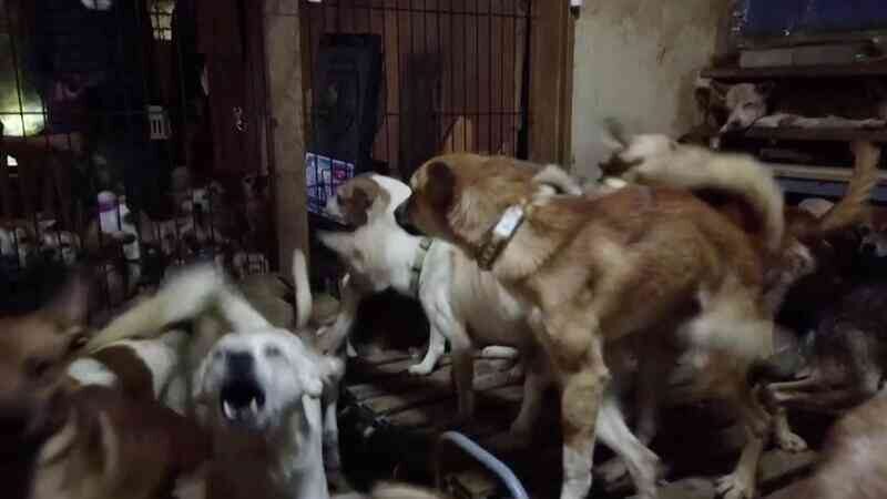 Mais de 160 cães a morrer à fome encontrados em casa minúscula no Japão