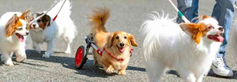 Casal japonês ajuda mais de 3,000 cachorros construindo cadeiras de rodas; fotos