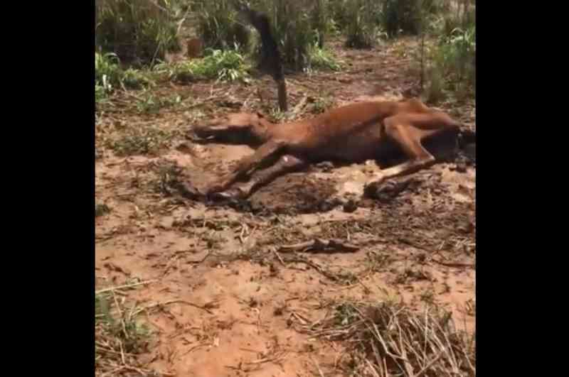 Cavalo abandonado em mata do Poço Fundo morre degolado em acidente