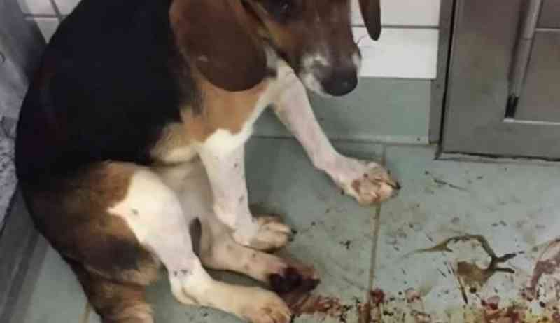 Homem castra seu próprio cachorro com um canivete e é preso por maus-tratos em Paracatu, MG