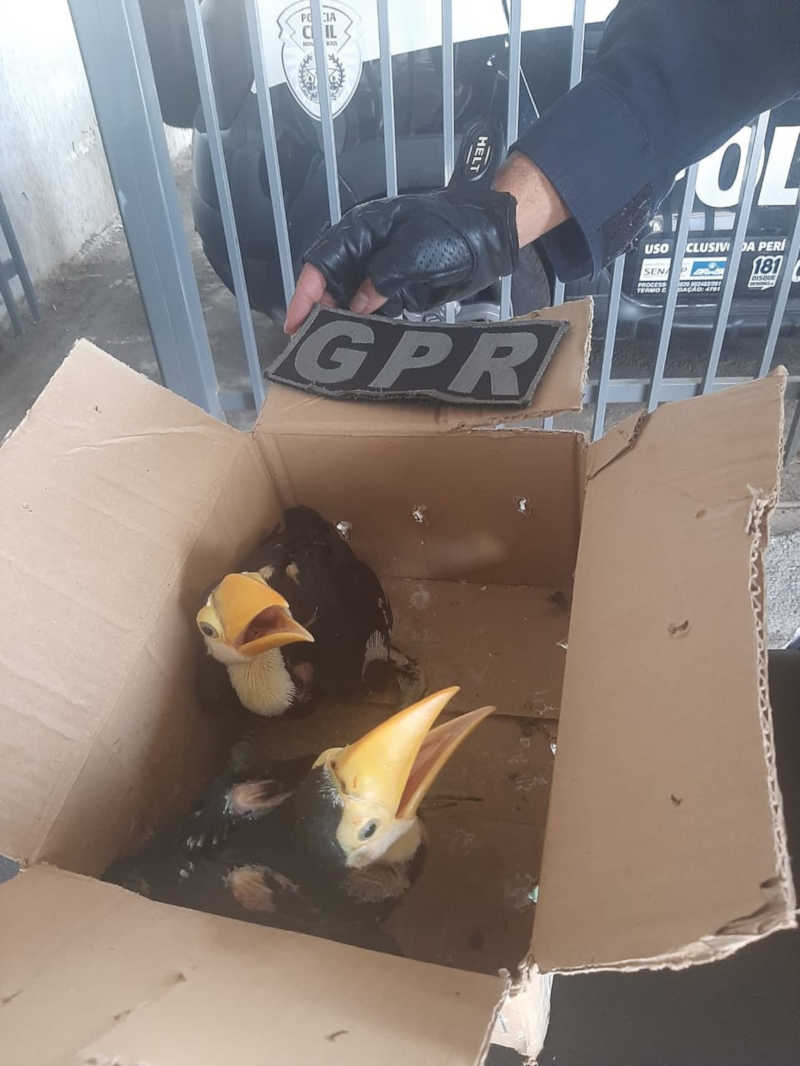 Filhotes de tucano mantidos em caixa de papelão são resgatados em Contagem, MG