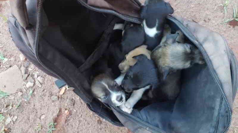 Jovem resgata 6 filhotes de cachorro que estavam dentro de mochila abandonada em terreno baldio