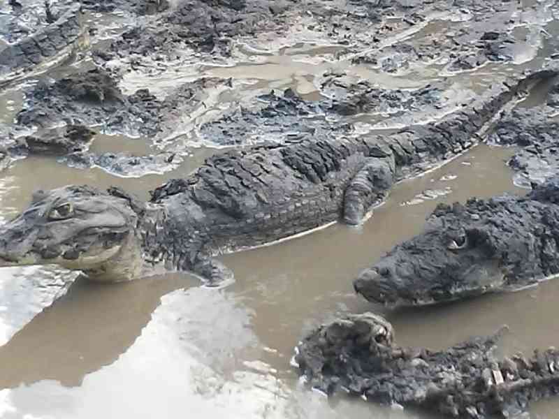 ‘Maioria dos jacarés morreu’, diz funcionário de fazenda em que animais ficaram amontoados no Pantanal