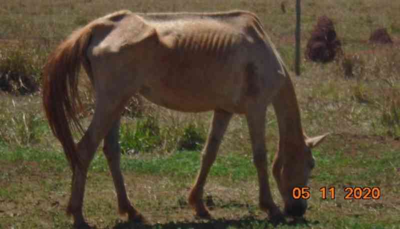 Desnutridos e debilitados, cavalos são resgatados de fazenda e tutor é multado em R$ 10 mil em MS